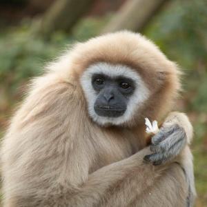 Juno the Gibbon avatar